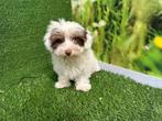Maltipoo pups - kleur Wit en Chocolat, CDV (hondenziekte), Meerdere, Klein, 8 tot 15 weken