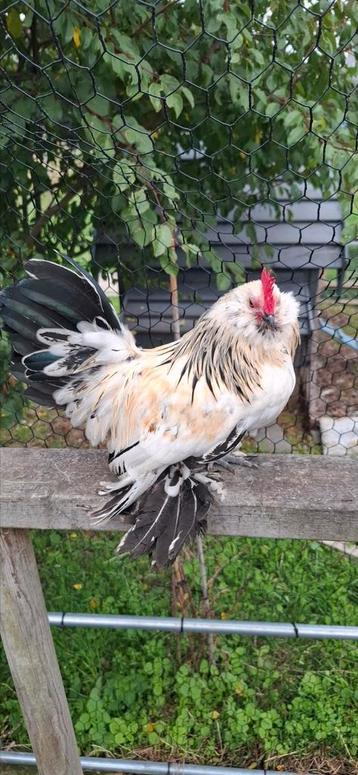 Ukkelse baardkriel toom ️️️ voor €20 beschikbaar voor biedingen