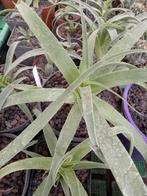 agave bracteosa, Ophalen