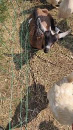 Pied Milk Goat avec une jeune fille, Chèvre, 3 à 5 ans, Plusieurs animaux