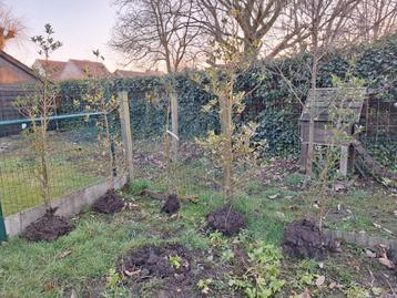 8 hulst bomen struiken beschikbaar voor biedingen