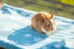 Konijntjes, Dieren en Toebehoren, Konijnen, Geslacht onbekend, Dwerg, 0 tot 2 jaar