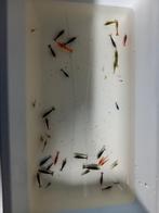 Lot 40 stuks mix neocaridina