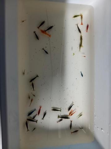 Lot 40 stuks mix neocaridina  beschikbaar voor biedingen