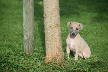 Whippet pups bij ons geboren beschikbaar voor biedingen