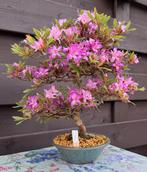 Bonsai Azalea Miraiboshi, Halfschaduw, Overige soorten, Lente, Minder dan 100 cm