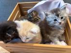 Maine coon, Dieren en Toebehoren, Meerdere dieren, Gechipt, 0 tot 2 jaar