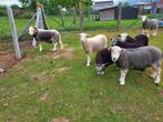Herdwick ooi en  ramlammeren