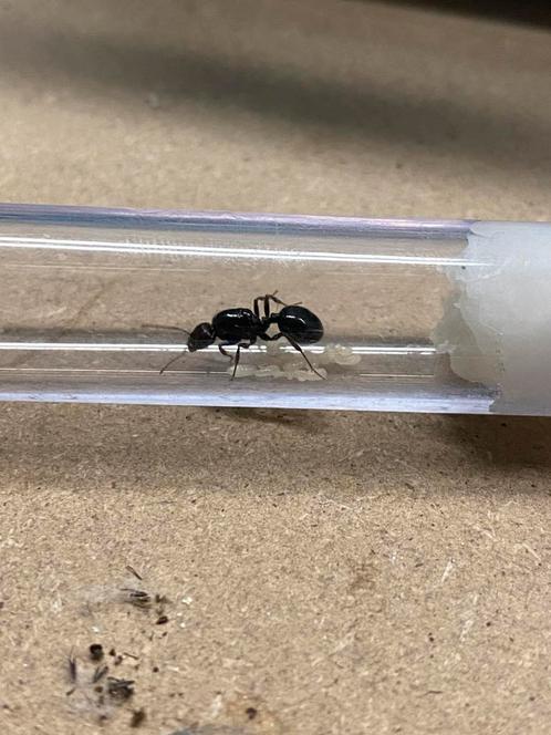 Messor Barbarus koninginnen met broed, Dieren en Toebehoren, Insecten en Spinnen, Mieren