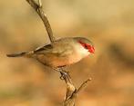 Mooi koppeltje sint helena fazantjes, Plusieurs animaux, Oiseau tropical