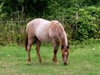 AQHA red roan merrie, Dieren en Toebehoren, Paarden, Merrie, Minder dan 160 cm, Gechipt, Niet van toepassing