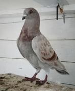 Duivin en jong, Dieren en Toebehoren