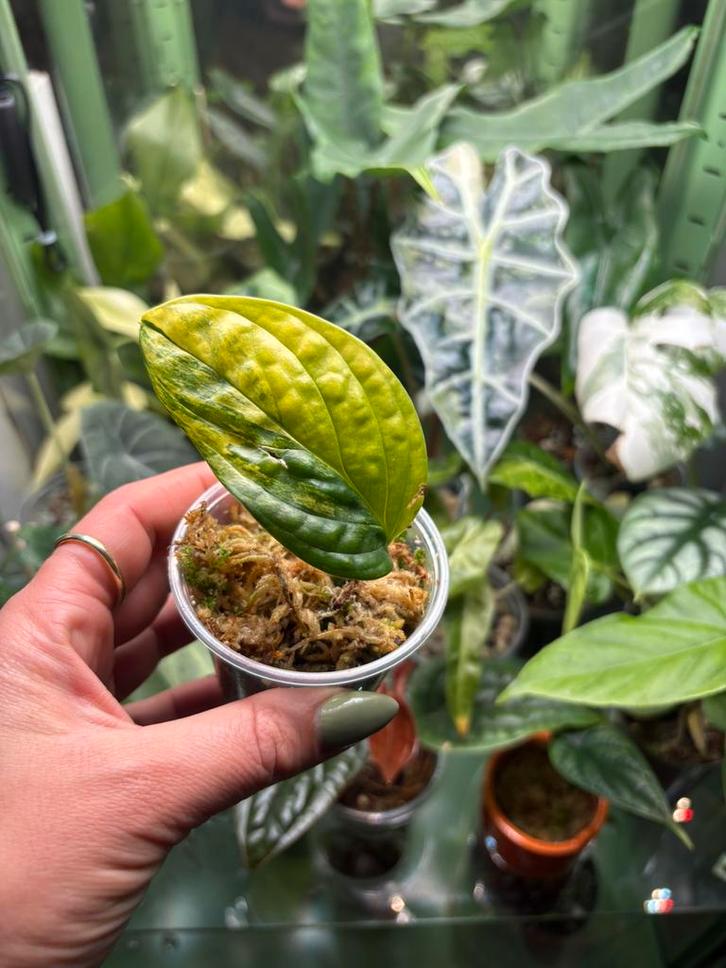 Monstera Peru variegata, Huis en Inrichting, Kamerplanten, Ophalen