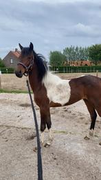 Bonte jaarling merrie, Dieren en Toebehoren, Springpony, 0 tot 2 jaar, Onbeleerd, Merrie