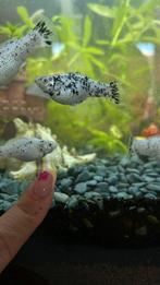 Molly’s eigen kweek man/vrouw, Dieren en Toebehoren, Vis, Zoetwatervis