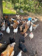 Poules à vendre, Animaux & Accessoires