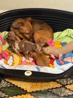 Dwergpinscher harlekijn reu, België, CDV (hondenziekte), 8 tot 15 weken, Eén hond