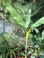 Bananenplant musa basjoo, Ophalen