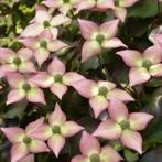 Cornus kousa, Ophalen, Halfschaduw