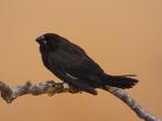 Borneobronzeman - Lonchura fuscans, Dieren en Toebehoren, Vogels | Overige Vogels, Mannelijk, Tropenvogel, Geringd