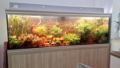 Aquarium aquatlantis de +-800L brut (200*58*70cm), Dieren en Toebehoren, Vissen | Aquaria en Toebehoren, Gebruikt, Gevuld zoetwateraquarium