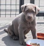 Silver grijze labrador teefje, Parvovirose, Un chien, Belgique, 8 à 15 semaines