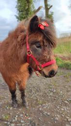 Lieve mini merrie, Dieren en Toebehoren, Merrie, A pony (tot 1.17m), 3 tot 6 jaar