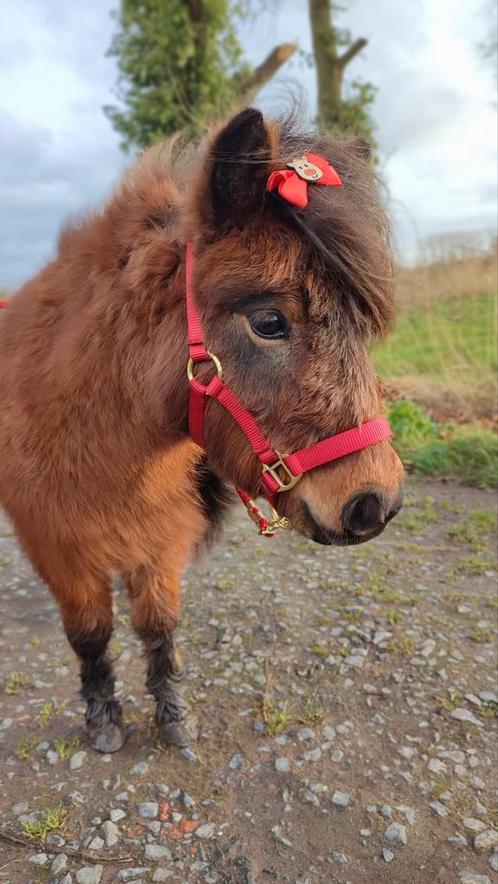 Lieve mini merrie, Dieren en Toebehoren, Pony's, Merrie, A pony (tot 1.17m), 3 tot 6 jaar