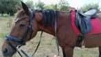Super lieve merrie / fokmerrie, Dieren en Toebehoren, Merrie, Gechipt, 160 tot 165 cm, 11 jaar of ouder
