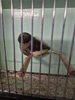 30 tal glosters, Dieren en Toebehoren, Vogels | Kanaries, Meerdere dieren, Postuurkanarie