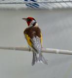 Putter / distelvink Major Pheo man, Dieren en Toebehoren, Vogels | Overige Vogels, Mannelijk, Wildzangvogel, Geringd