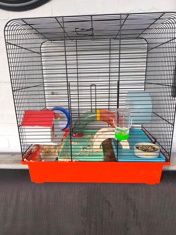 Super tamme dwerghamster met kooi en toebehoren beschikbaar voor biedingen