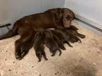 labrador pups choco bruin, Dieren en Toebehoren, Honden | Retrievers, Spaniëls en Waterhonden, België, CDV (hondenziekte), 8 tot 15 weken