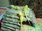 Baardagaam jongen, Dieren en Toebehoren, Reptielen en Amfibieën, Hagedis, Tam, 0 tot 2 jaar