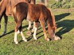Heel mooi welsh sectie B hengstveulen, Poney C (1.27 m à 1.37m), 0 à 2 ans, Non dressé, Vermifugé