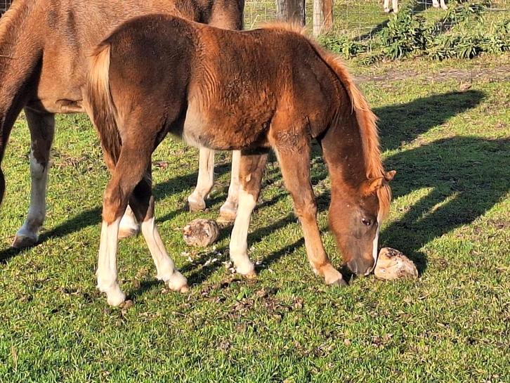 Heel mooi welsh sectie B hengstveulen, Dieren en Toebehoren, Pony's, Hengst, Onbeleerd, C pony (1.27m tot 1.37m), 0 tot 2 jaar