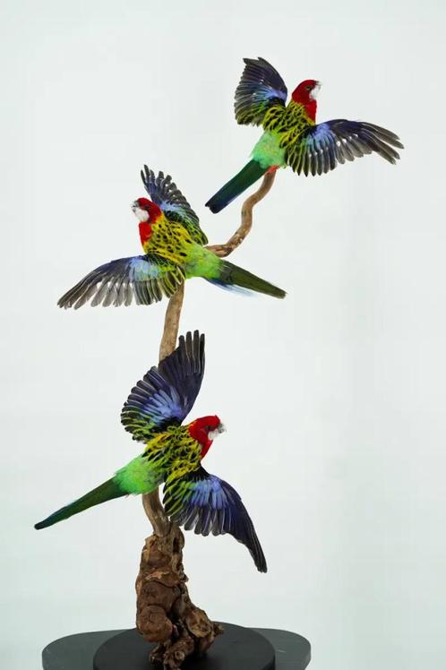 Opgezette Parkieten opstelling van 3 - Wildernis Atelier, Verzamelen, Dierenverzamelingen