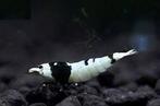 Crystal black caridina garnalen