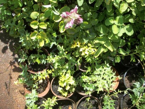 Acanthus mollis en spinosus als structuurplant, Tuin en Terras, Planten | Tuinplanten, Vaste plant, Overige soorten, Volle zon