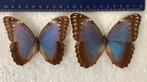 Vrouwelijke Morpho peleides vlinders, 18 € / specimen, Comme neuf, Enlèvement ou Envoi