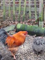 Jonge haan zoekt nieuw huis., Dieren en Toebehoren