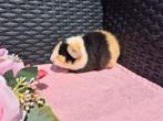 Super mooi jong US Teddy cavia zeugje, Dieren en Toebehoren, Knaagdieren, Cavia, Vrouwelijk, Mei, Tam