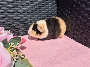 Super mooi jong US Teddy cavia zeugje
 beschikbaar voor biedingen