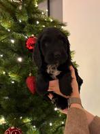 Mooi zwart labradoodle reutje, Dieren en Toebehoren, België, 8 tot 15 weken, Eén hond, Fokker | Professioneel