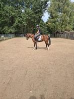 Super leuke d pony, Dieren en Toebehoren, Zadelmak