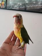 Pyrrhura supar tam, Dieren en Toebehoren, Tam