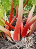 rabarber vers uit de tuin, Ophalen