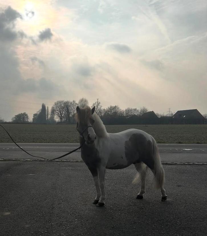 Lieve shetlander/minipaard hengst weidemaatje, Dieren en Toebehoren, Paarden, Hengst, Niet van toepassing, Minder dan 160 cm, 3 tot 6 jaar