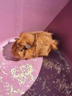 Lieve rascavia zoekt (dringend) nieuwe thuis, Dieren en Toebehoren, Knaagdieren, Mannelijk, Cavia, Tam