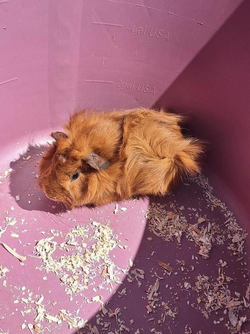 Lieve rascavia zoekt (dringend) nieuwe thuis, Dieren en Toebehoren, Knaagdieren, Mannelijk, Cavia, Tam